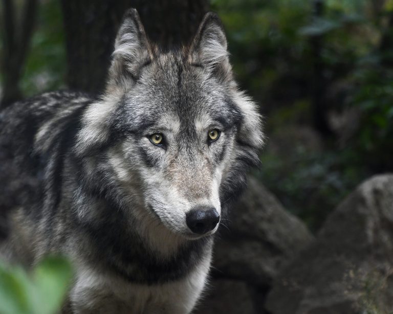 – Altfor høye jaktkvoter på ulv