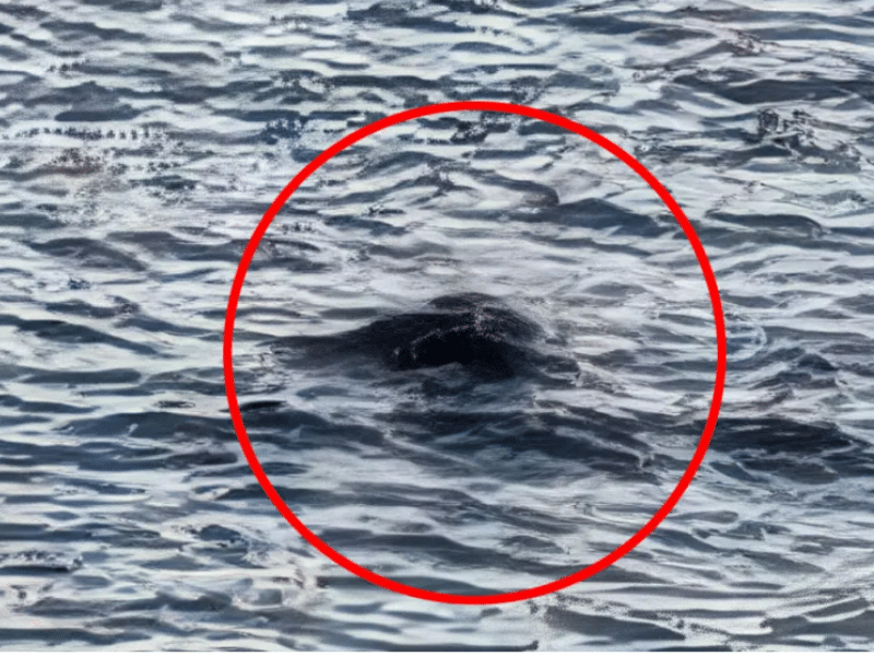 Første observasjon av «Loch Ness-monsteret» i 2025 (+)